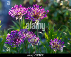 Attēlu rezultāti vaicājumam “Allium holandicum flower”
