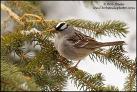 Image result for Zonotrichia leucophrys