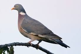 Image result for Columba palumbus