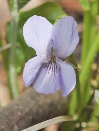 Attēlu rezultāti vaicājumam “Viola collina flower”