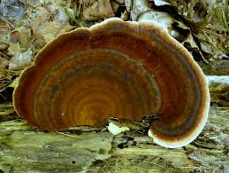 Attēlu rezultāti vaicājumam “Badhamia utricularis stalked”