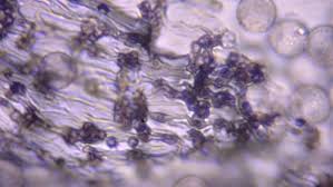 Attēlu rezultāti vaicājumam “Cribraria violacea spores”