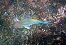 Image result for Sparisoma axillare