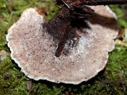 Attēlu rezultāti vaicājumam “Thelephora terrestris”