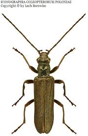 Attēlu rezultāti vaicājumam “Anogcodes melanurus”