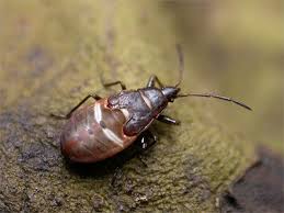 Attēlu rezultāti vaicājumam “Gastrodes grossipes”