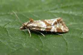 Attēlu rezultāti vaicājumam “Aethes margaritana”