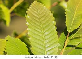 Attēlu rezultāti vaicājumam “Castanea sativa  leaf”