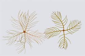 Attēlu rezultāti vaicājumam “Myriophyllum alterniflorum”