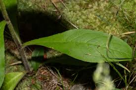 Attēlu rezultāti vaicājumam “Hieracium murorum leaf”