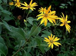 Attēlu rezultāti vaicājumam “Helianthus tuberosus flower”