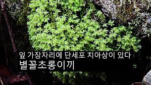 Attēlu rezultāti vaicājumam “Mnium stellare”