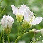 Attēlu rezultāti vaicājumam “Cardamine amara flower”