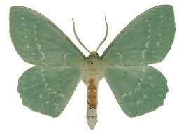 Attēlu rezultāti vaicājumam “Geometra papilionaria”