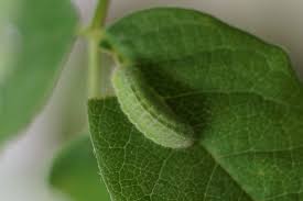 Attēlu rezultāti vaicājumam “Plebejus argyrognomon underside”