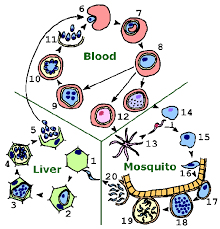 Attēlu rezultāti vaicājumam “Lycogala botrydium plasmodium”