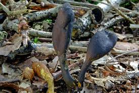 Attēlu rezultāti vaicājumam “Cordyceps ophioglossoides”