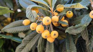 Attēlu rezultāti vaicājumam “Listera ovata fruit”