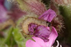 Attēlu rezultāti vaicājumam “Perizoma affinitata”