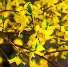 Attēlu rezultāti vaicājumam “Forsythia suspensa flower”
