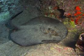 Image result for Bathytoshia centroura