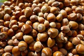 Attēlu rezultāti vaicājumam “Corylus avellana fruit”