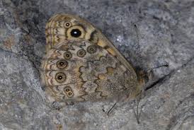 Attēlu rezultāti vaicājumam “Lasiommata megera underside”