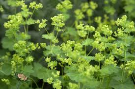 Attēlu rezultāti vaicājumam “Alchemilla subcrenata  flower”
