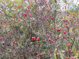 Attēlu rezultāti vaicājumam “Rosa majalis”