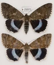 Attēlu rezultāti vaicājumam “Catocala pacta”