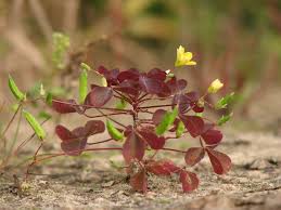 Attēlu rezultāti vaicājumam “xComagaria rosea  flower”
