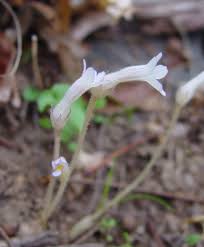 Attēlu rezultāti vaicājumam “Plantago uniflora flower”