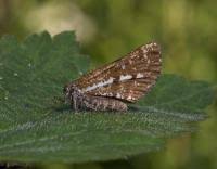 Attēlu rezultāti vaicājumam “Bupalus piniaria male”