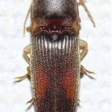 Attēlu rezultāti vaicājumam “Elateridae”