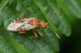 Attēlu rezultāti vaicājumam “Rhopalus maculatus imago”