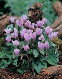 Image result for Cyclamen persicum
