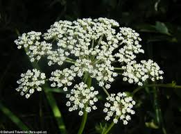 Attēlu rezultāti vaicājumam “Peucedanum palustre”