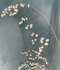 Attēlu rezultāti vaicājumam “Briza media flower”