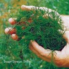 Attēlu rezultāti vaicājumam “Chara intermedia”