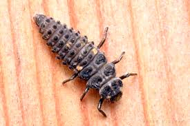 Attēlu rezultāti vaicājumam “Adalia bipunctata larva”