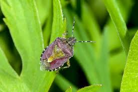 Attēlu rezultāti vaicājumam “Dolycoris baccarum”