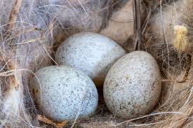 Attēlu rezultāti vaicājumam “Erithacus rubecula eggs”