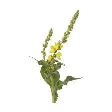 Attēlu rezultāti vaicājumam “Verbascum thapsus flower”