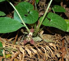Attēlu rezultāti vaicājumam “Asarum europaeum flower”