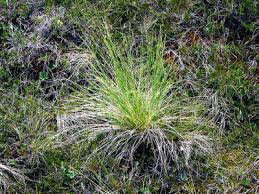 Attēlu rezultāti vaicājumam “Festuca polesica”