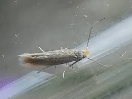 Attēlu rezultāti vaicājumam “Bucculatricidae”