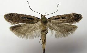 Attēlu rezultāti vaicājumam “Gelechia jakovlevi”