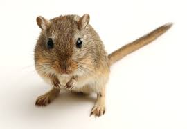 Image result for Gerbil