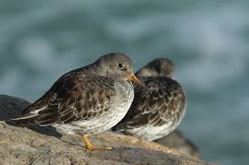 Attēlu rezultāti vaicājumam “Calidris maritima”