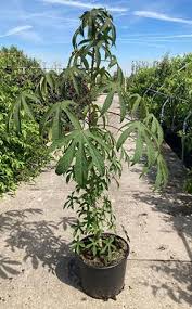 Attēlu rezultāti vaicājumam “Kalopanax septemlobus”